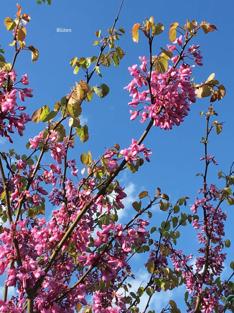 Judasbaum: Gewöhnlicher Judasbaum