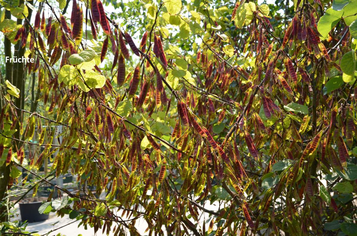 Judasbaum: Gewöhnlicher Judasbaum