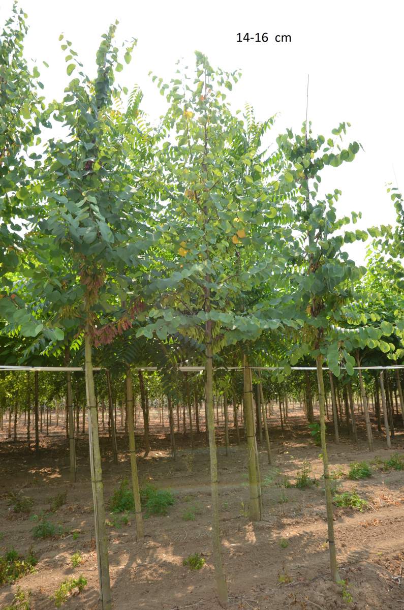 Judasbaum: Gewöhnlicher Judasbaum