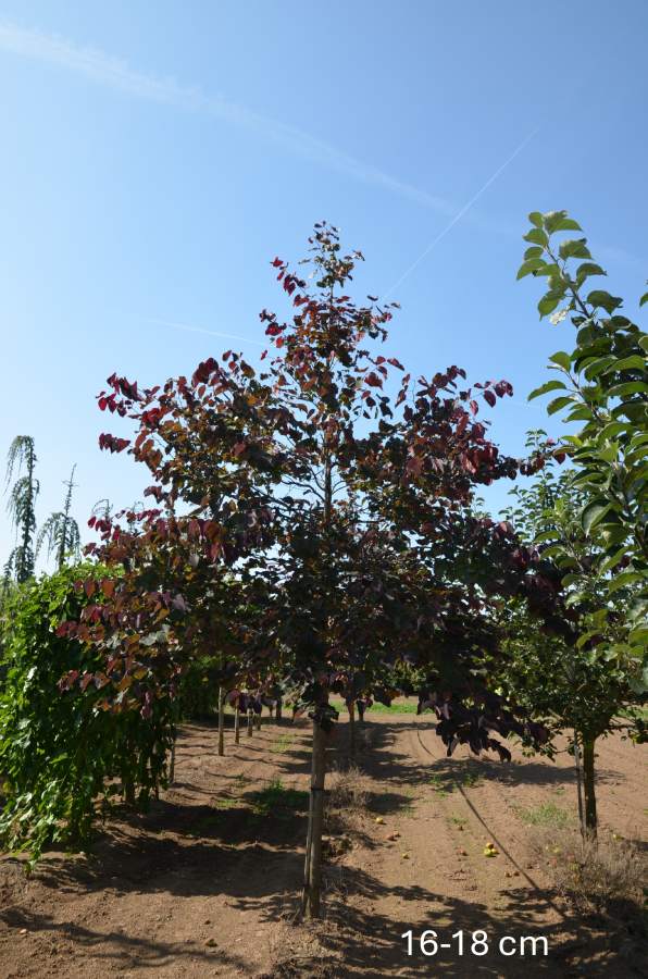 Rotlaubiger Judasbaum