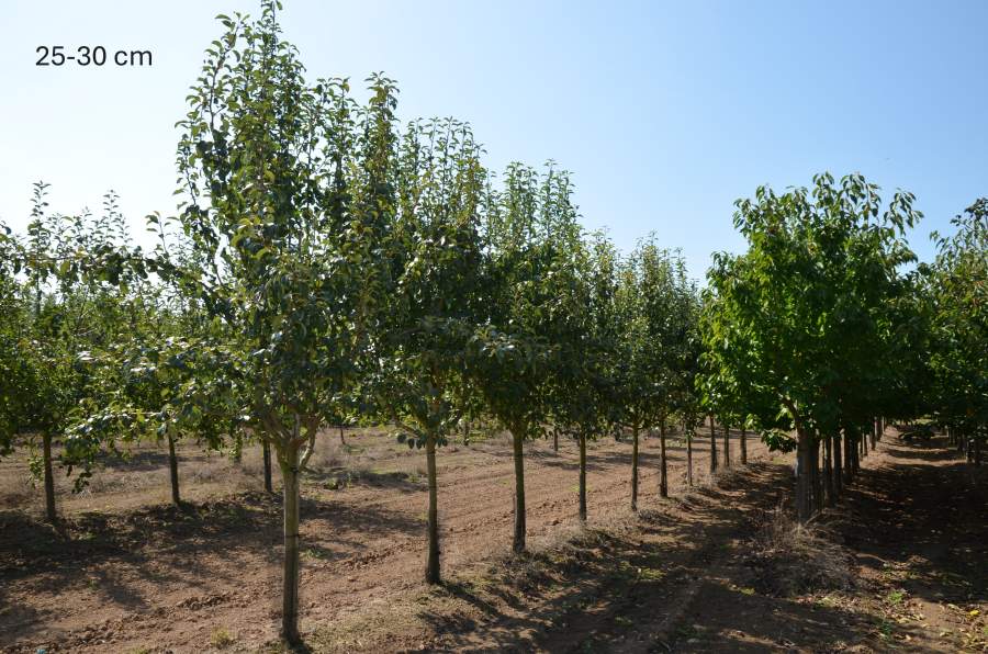 Birne: Clapps Liebling