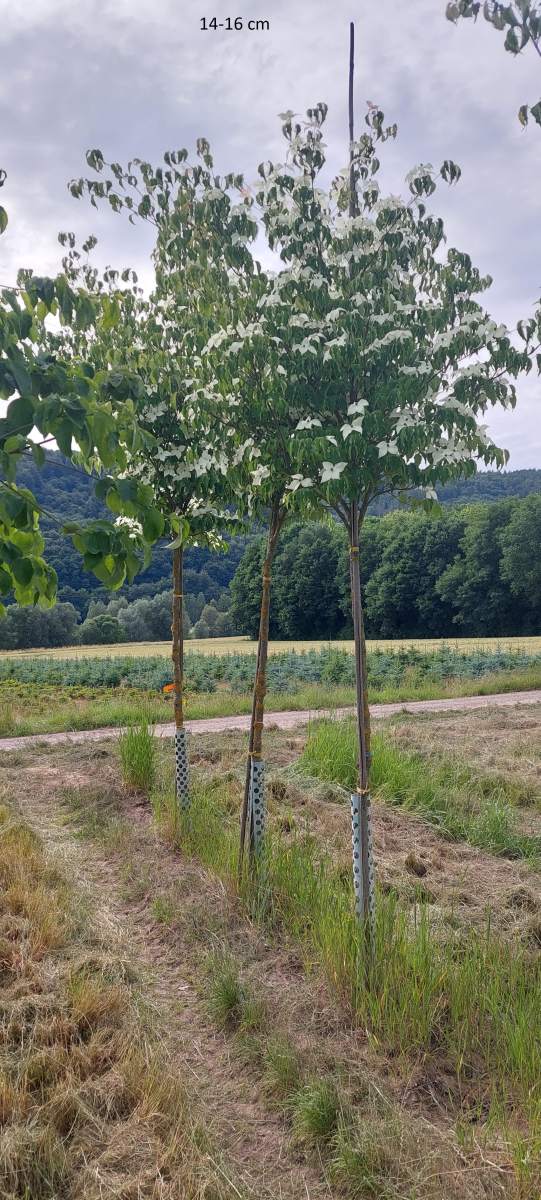 Hartriegel: Chinesischer Blumenhartriegel