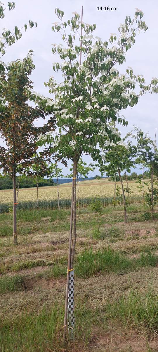Hartriegel: Chinesischer Blumenhartriegel