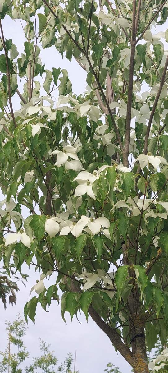 Hartriegel: Chinesischer Blumenhartriegel