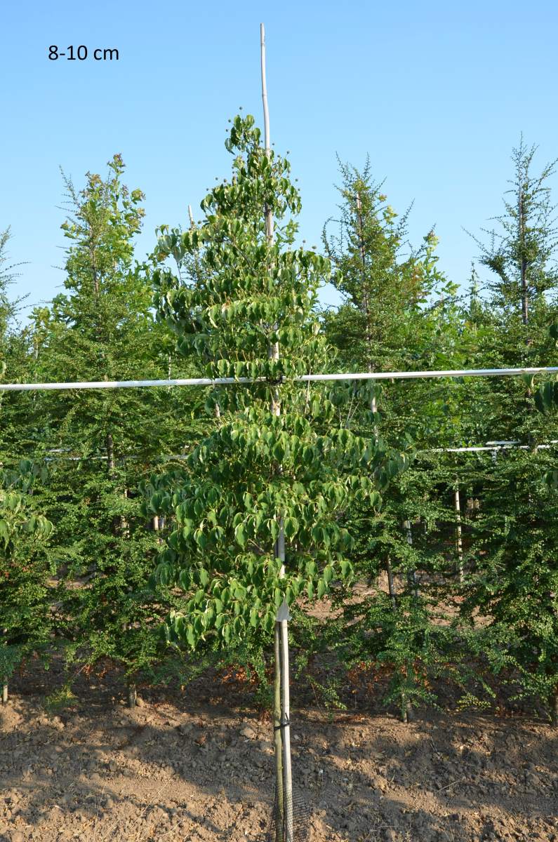 Hartriegel: Chinesischer Blumenhartriegel