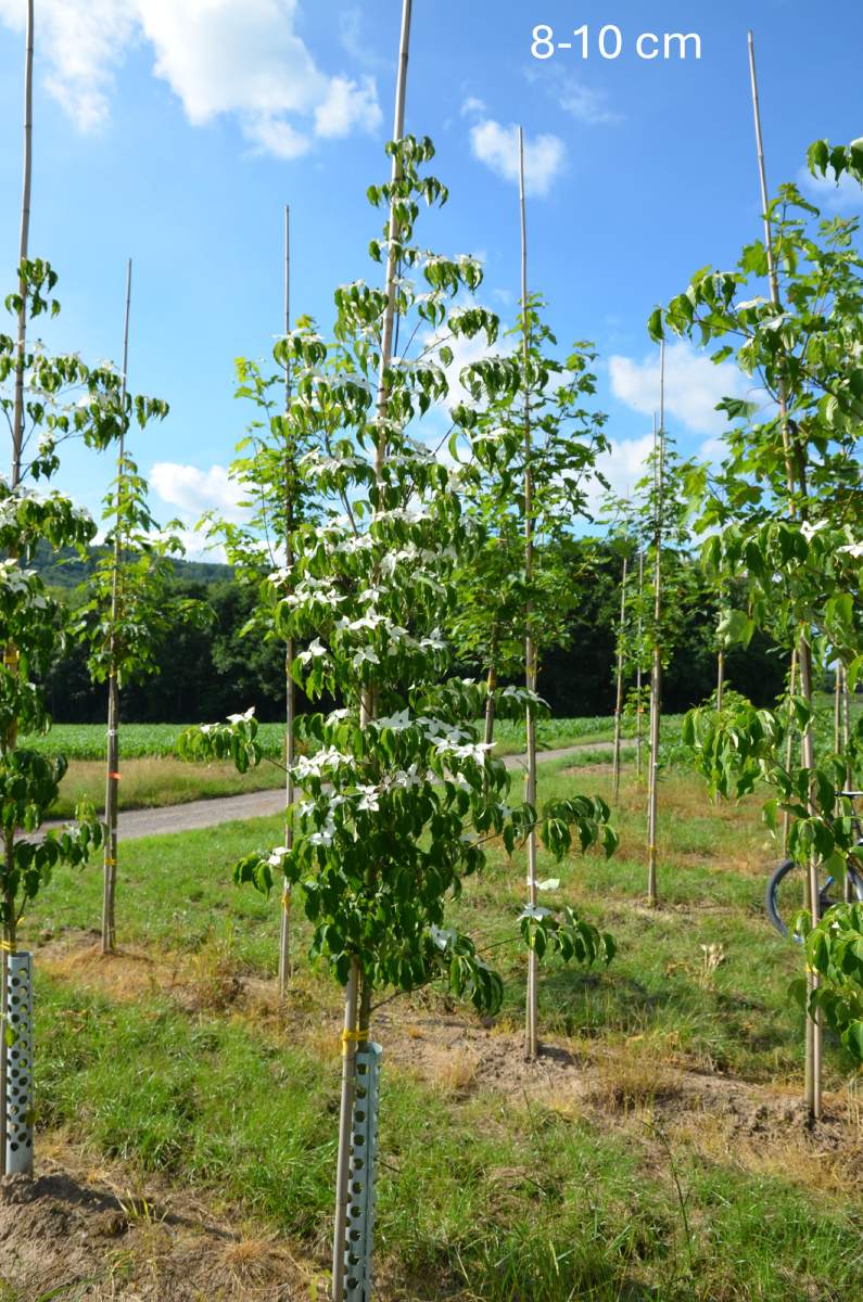 Hartriegel: Chinesischer Blumenhartriegel