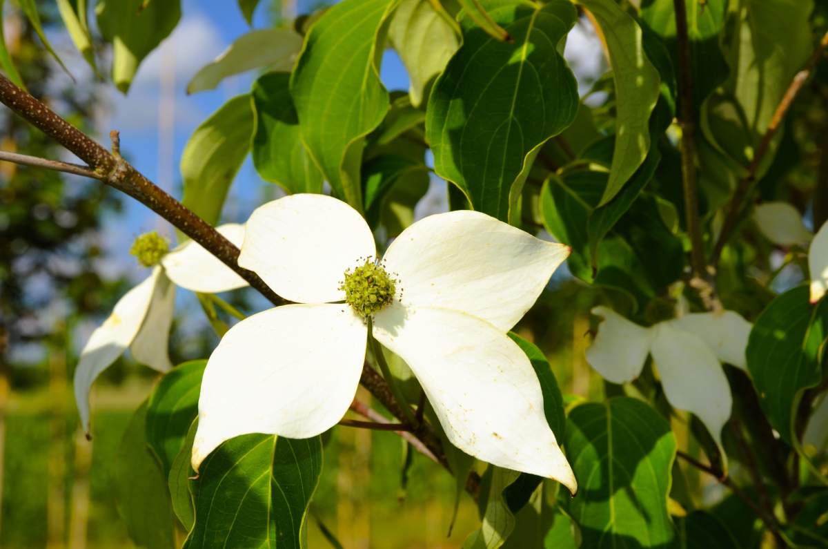Hartriegel: Chinesischer Blumenhartriegel