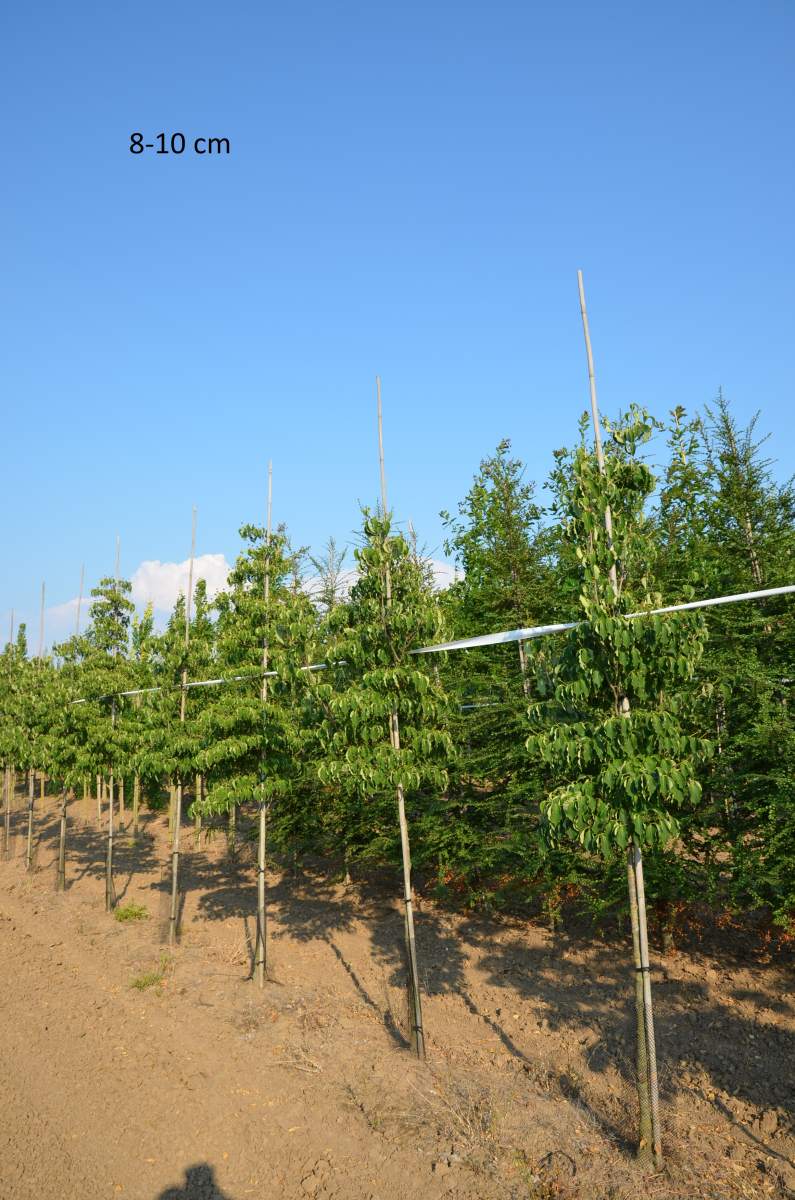 Hartriegel: Chinesischer Blumenhartriegel