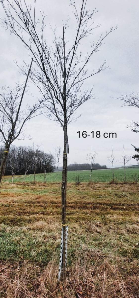 Chinesischer Blumenhartriegel - Hochstamm