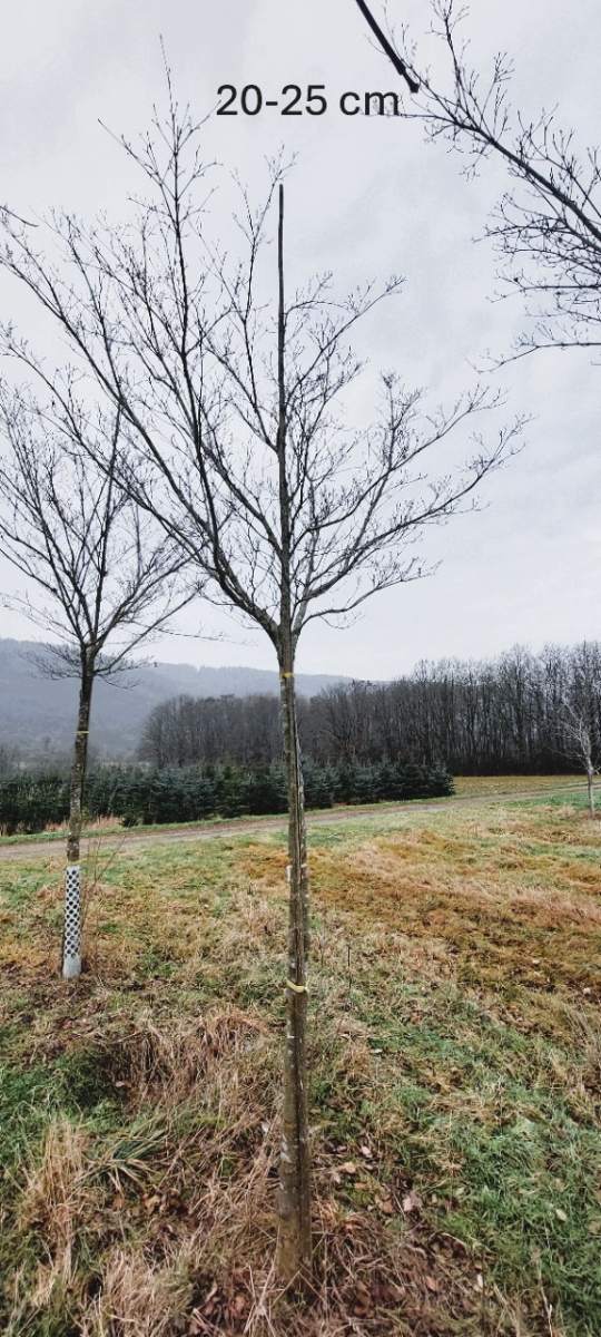 Chinesischer Blumenhartriegel - Hochstamm