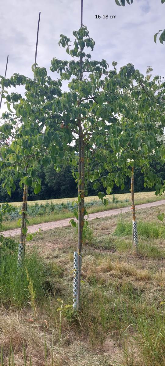 Hartrigel: Pazifischer Blütenhartriegel