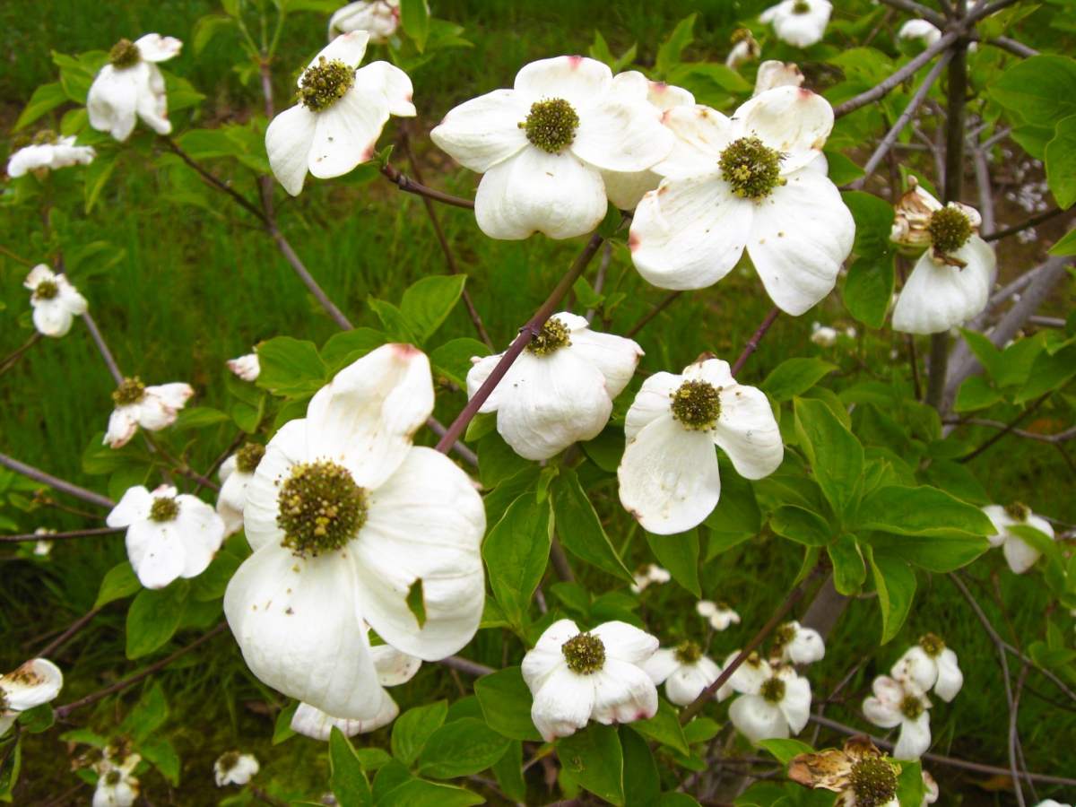 Blüten-Hartriegel Eddies White Wonder