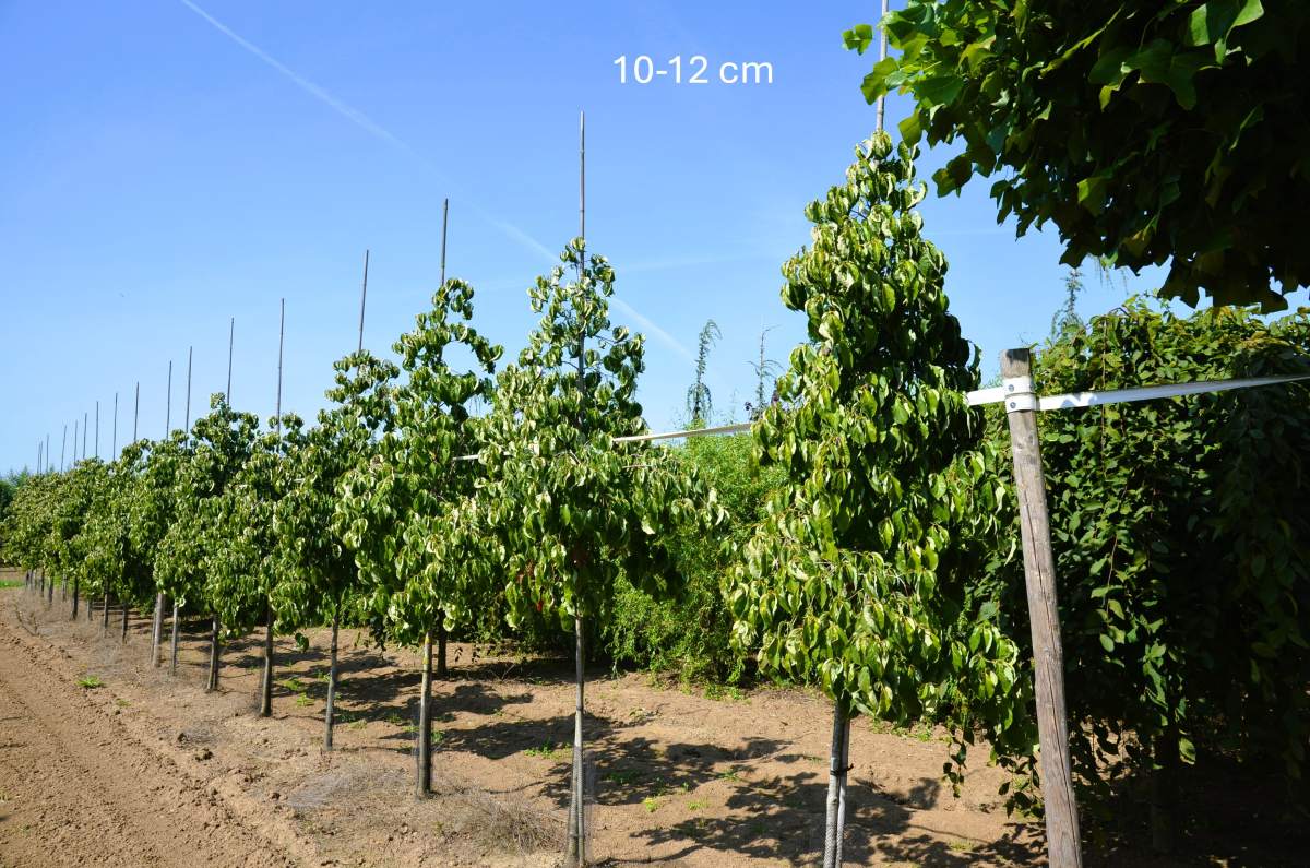 Blüten-Hartriegel Eddies White Wonder