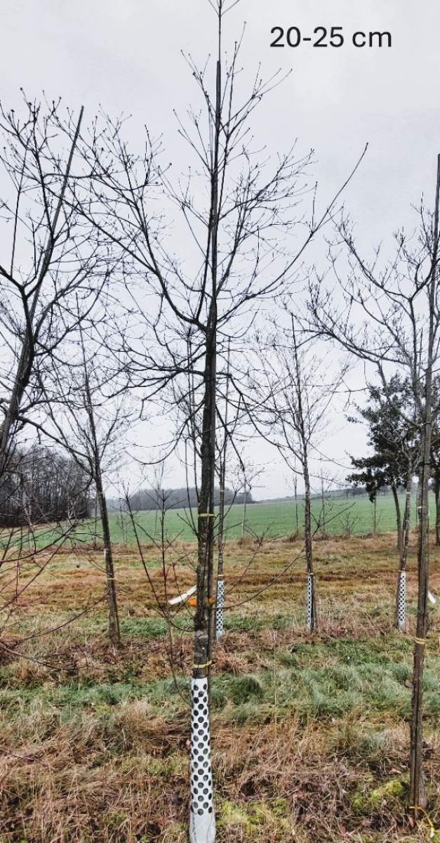 Pazifischer Blütenhartriegel North Star - Hochstamm