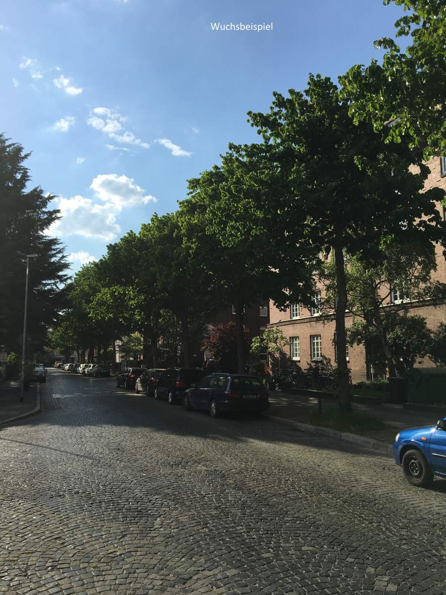 Baumhasel