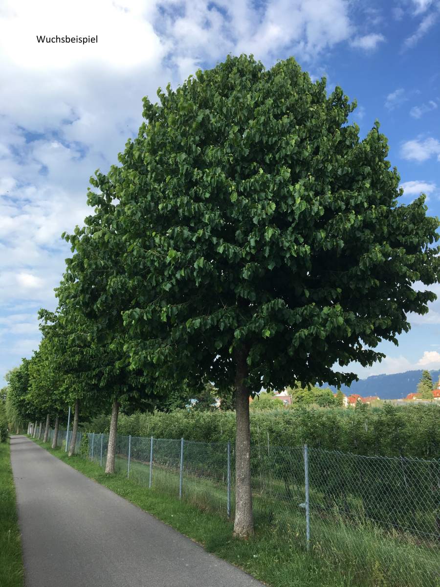Baumhasel