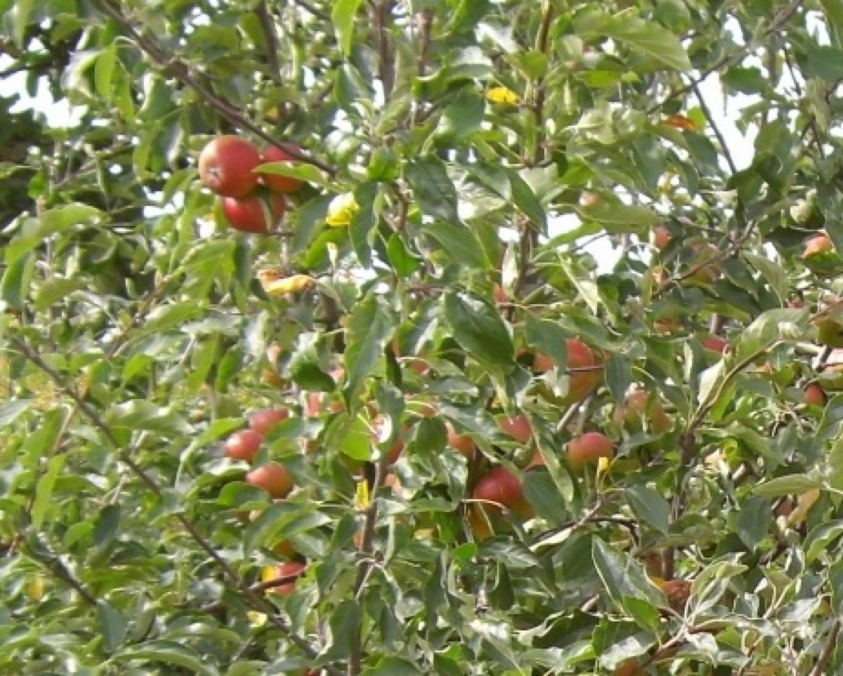 Apfel: Cox Orange