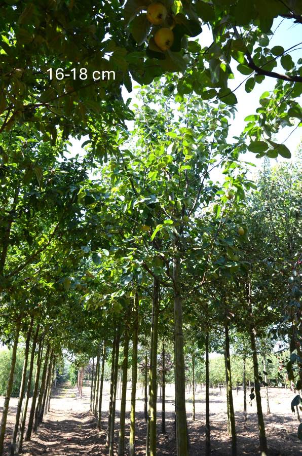 Quitte: Vranja (Birnenquitte)