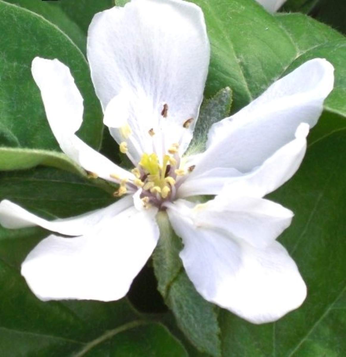 Quitte: Robusta (Birnenquitte)
