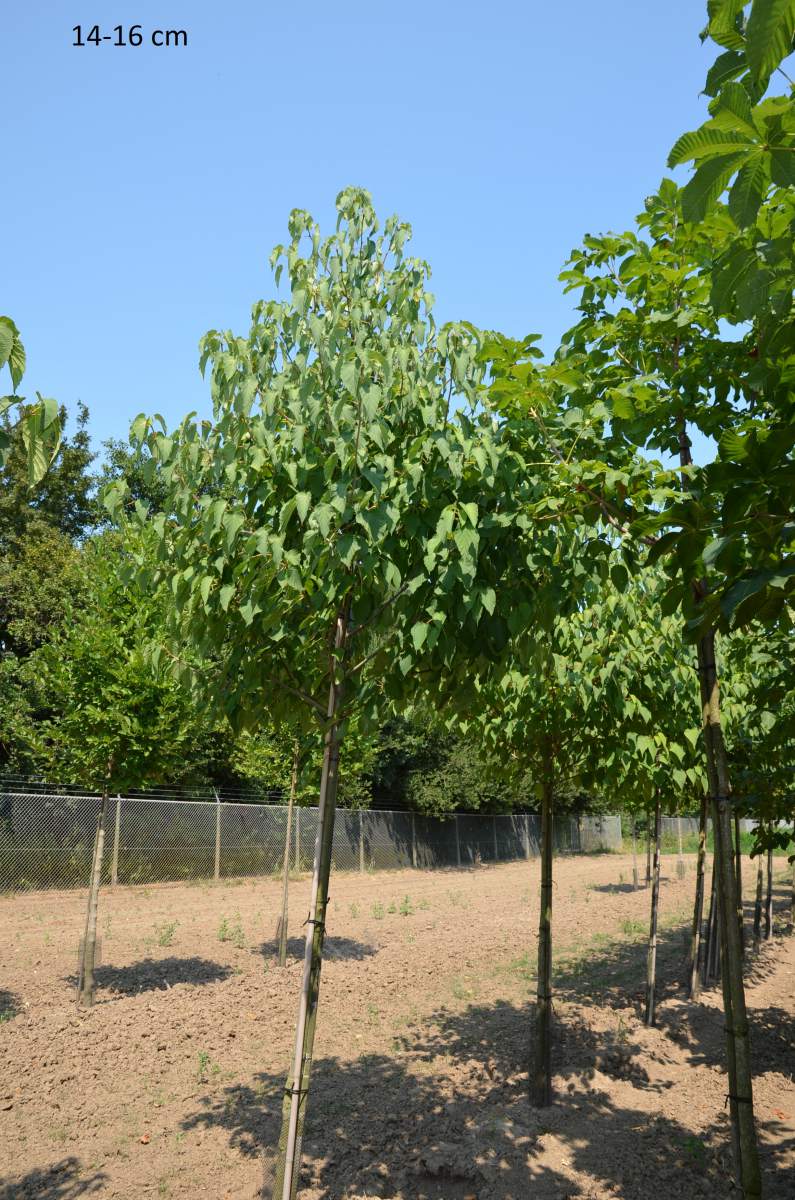 Taubenbaum/Taschentuchbaum