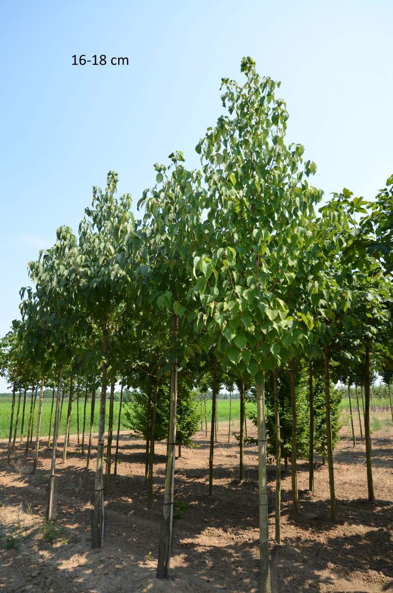 Taubenbaum/Taschentuchbaum