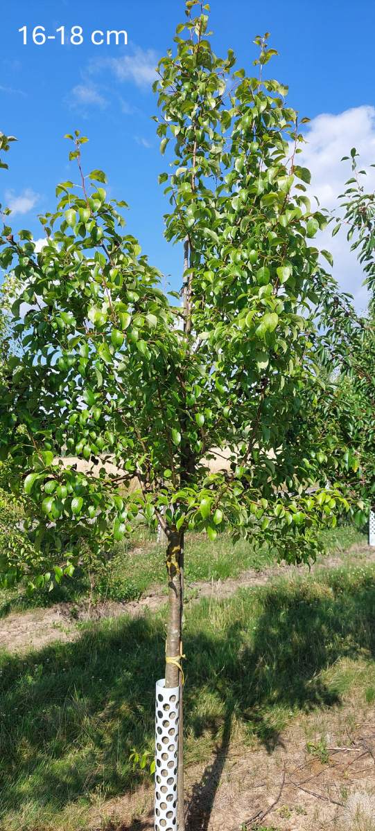 Birne: Doppelte Philipsbirne