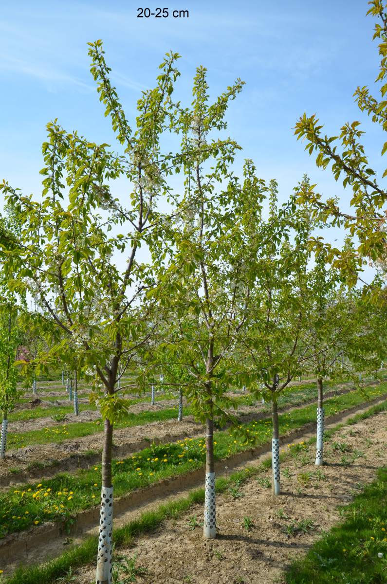 Dönissens Gelbe Knorpelkirsche schnellwüchsig großer Kirschbaum