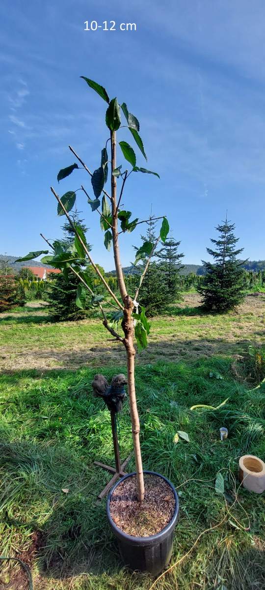Süßkirsche: Early Rivers