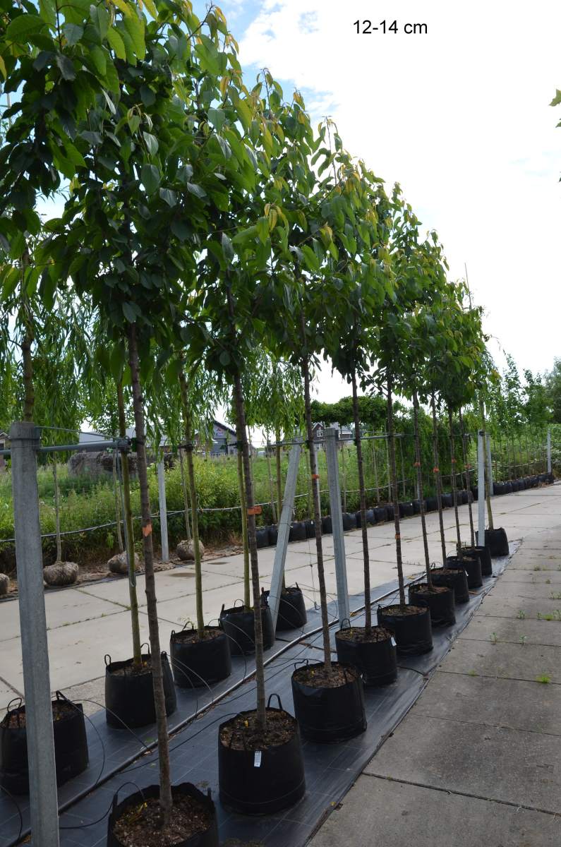 Süßkirsche: Early Rivers