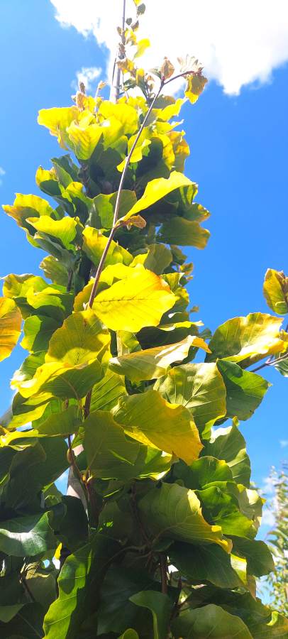 Hier knnen Sie die Goldbuche als bereits groen Baum kaufen Fagus sylvatica  Dawyck Gold - wir liefern deutschlandweit.