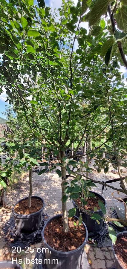 Preview: Apfel Florina