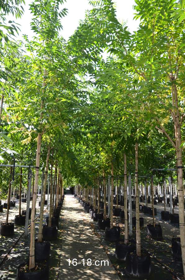 Esche: Weiß-Esche Autumn Applause