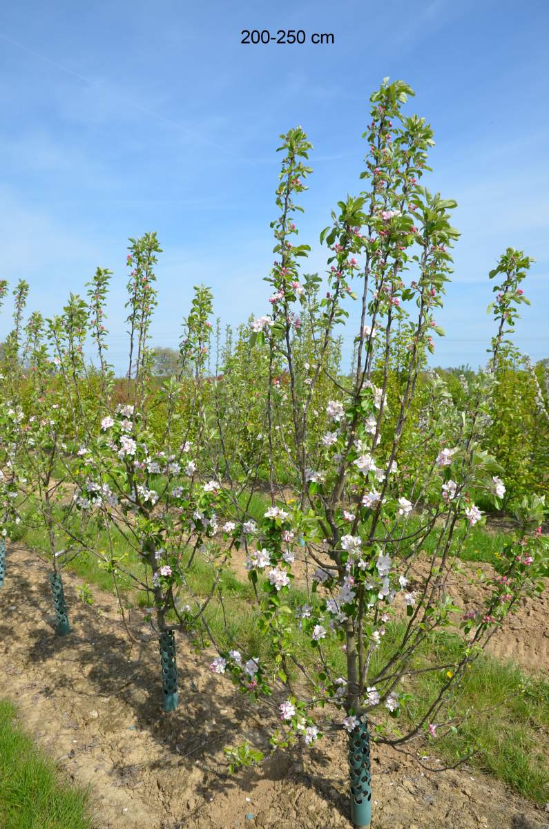 Apfel: Freiherr von Berlepsch