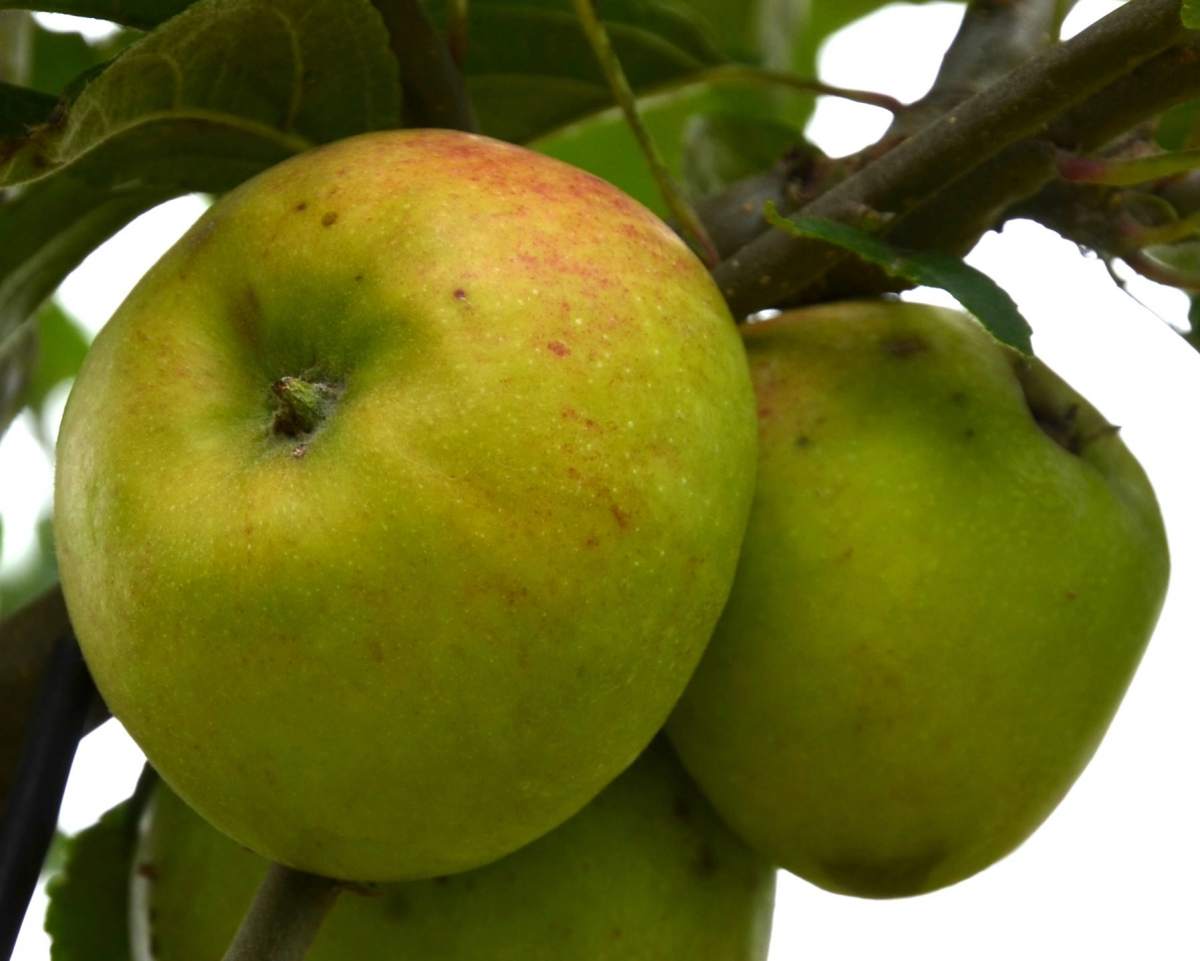 Apfel: Freiherr von Berlepsch