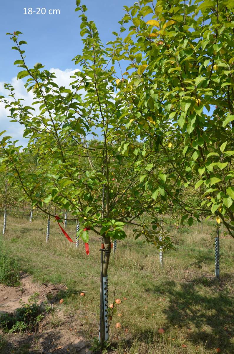 Apfel: Geflammter Kardinal