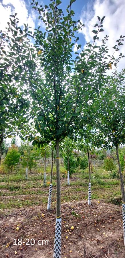 Apfelbaum Gewürzluiken