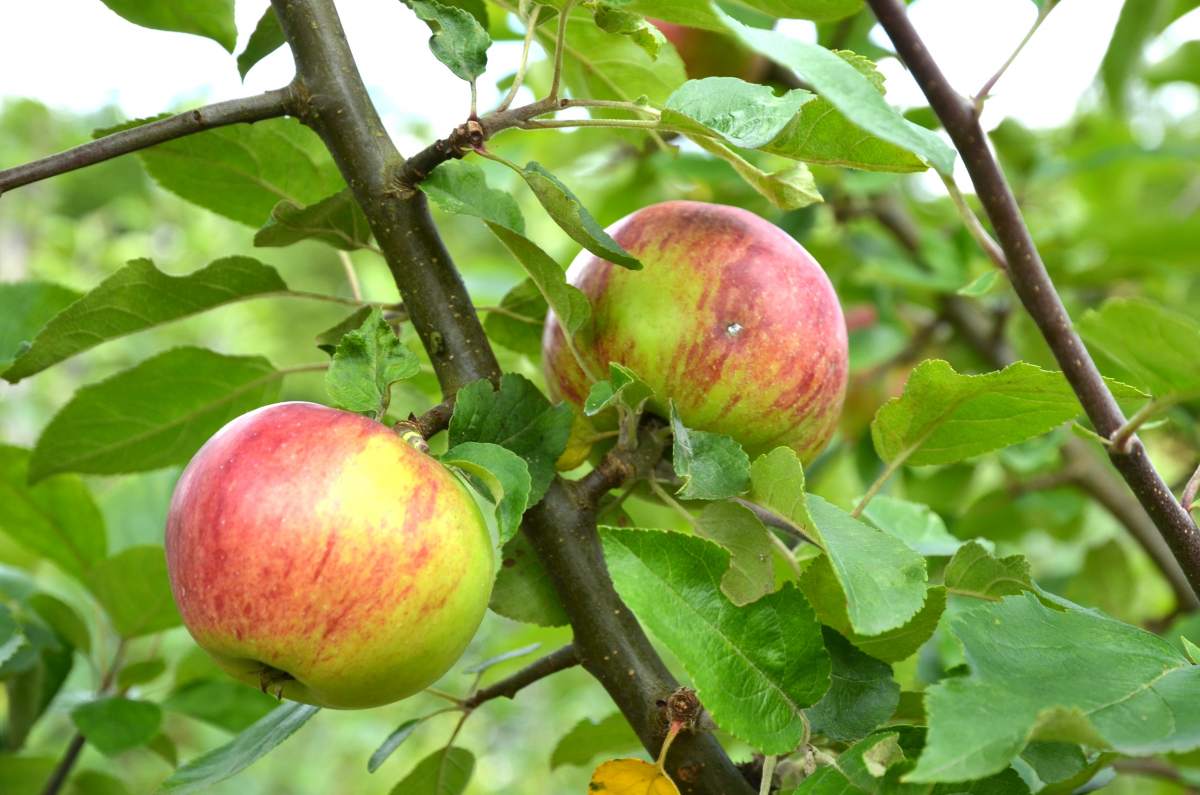 Apfel: Gewürzluiken
