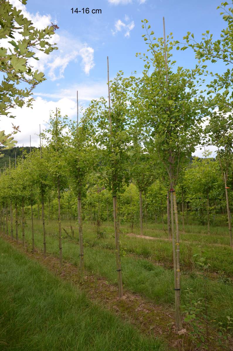 Preview: Ginkgo: Säulen-Ginkgo