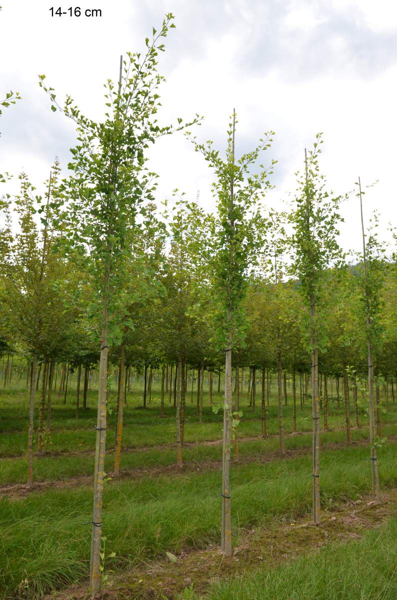 Ginkgo: Säulen-Ginkgo