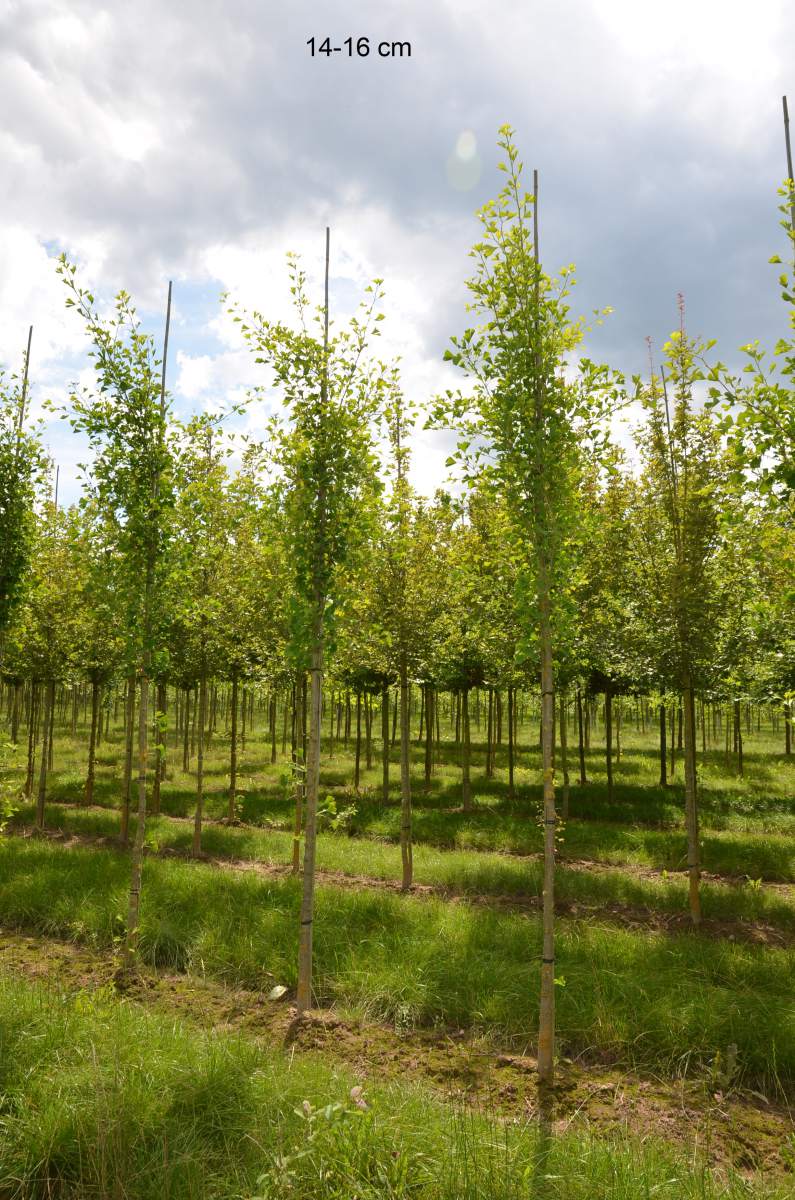 Ginkgo: Säulen-Ginkgo