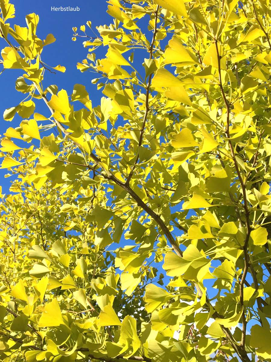 Ginkgo: Säulen-Ginkgo