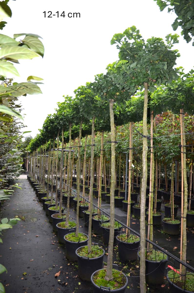 Ginkgo: Kugel-Ginkgo Mariken