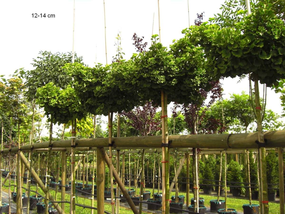 Preview: Ginkgo: Kugel-Ginkgo Mariken