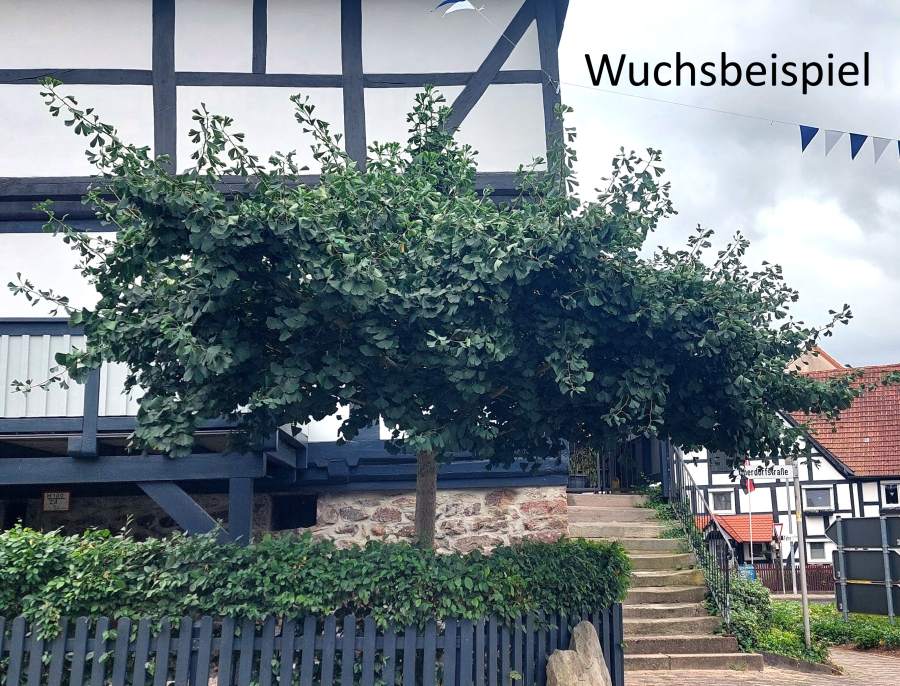 Kugel-Ginkgo Mariken