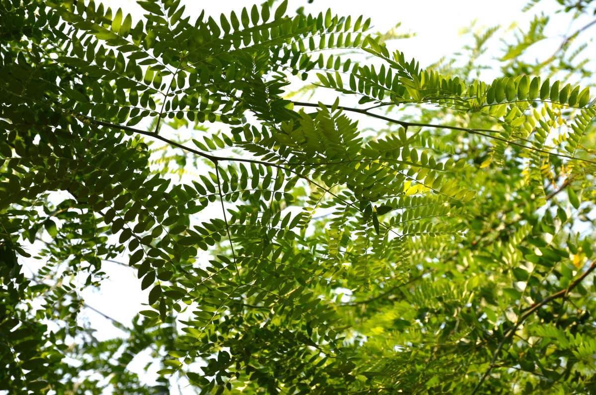Gleditschie: Dornenlose Gleditschie