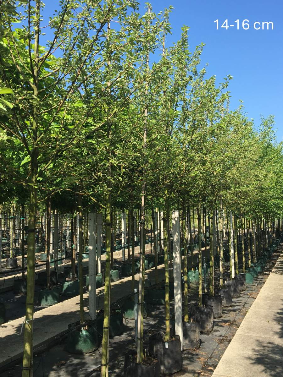 Preview: Apfel: Gloster