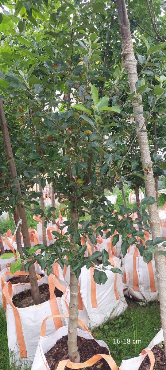 Apfel: Golden Delicious