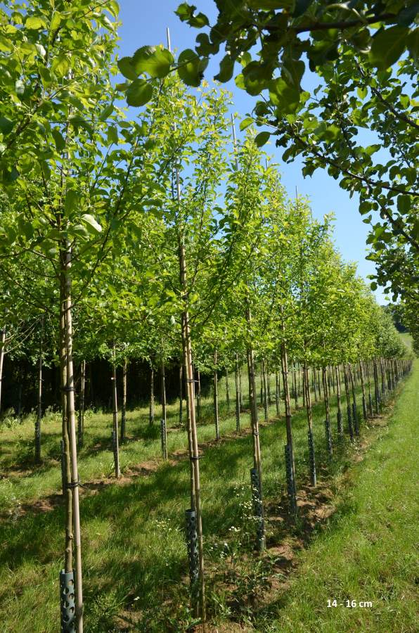 Preview: Apfel: Golden Delicious