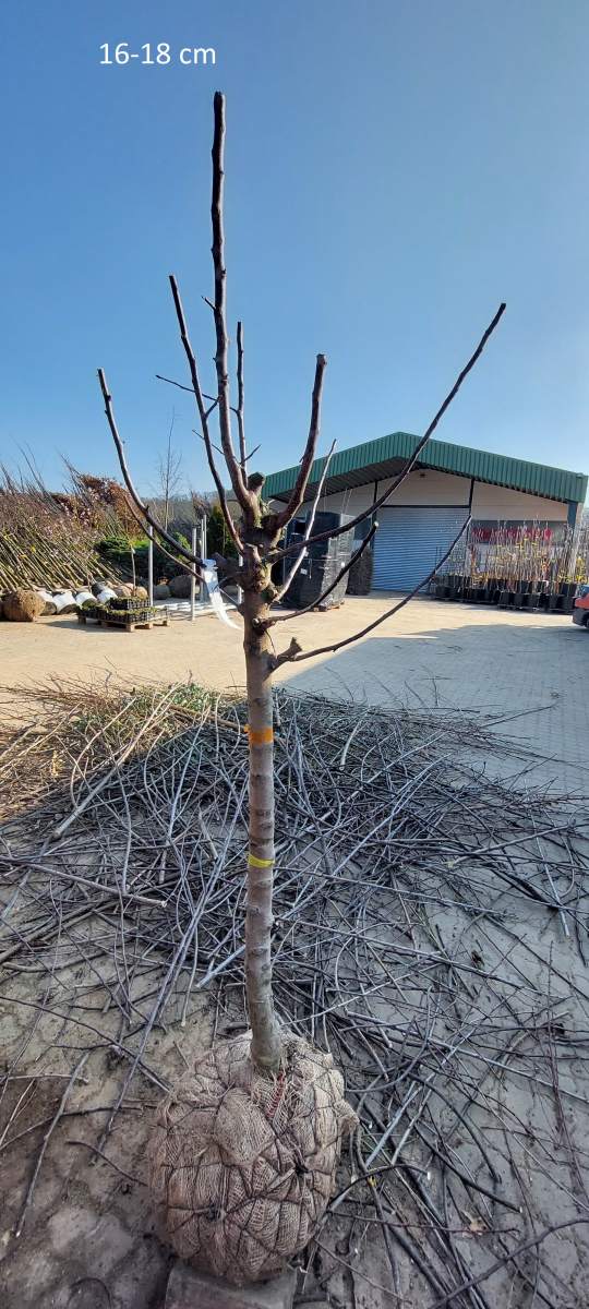 Apfel: Golden Delicious