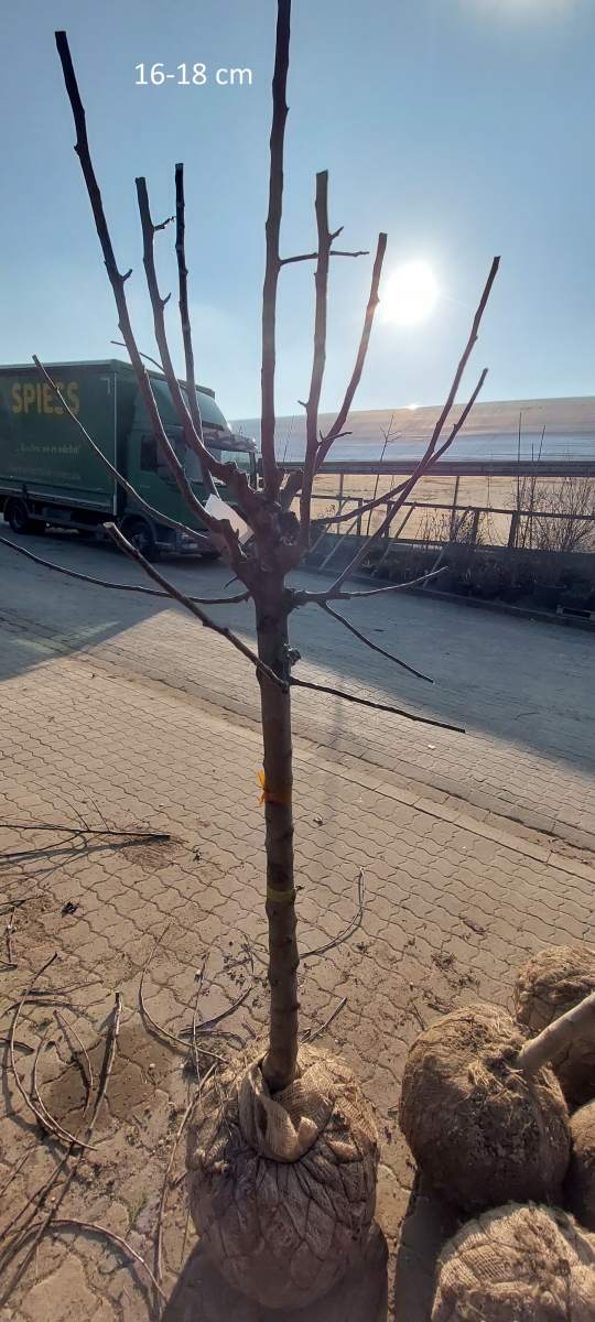 Apfel: Golden Delicious